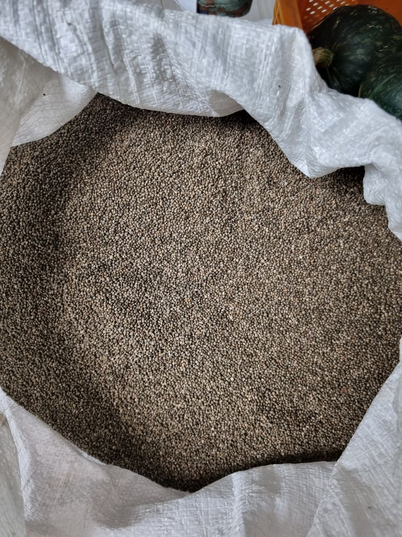 최기동님의 장터 판매 상품 [토종들깨  1kg 16,000원입니다.] 첨부 사진