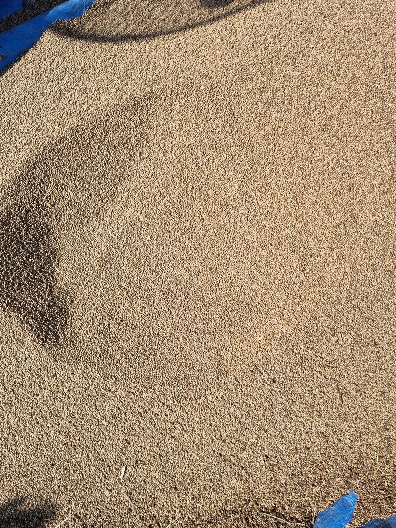 장터 상품 [토종들깨  1kg 16,000원입니다.] 썸네일