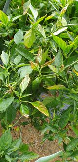 팜모닝 고추·병해충상담 게시글 이미지