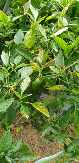 시지노인님의 고추 · 병해충상담 작성글 사진