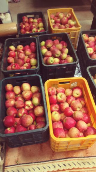 이윤동님의 사과 · 시세•판로 작성글 사진