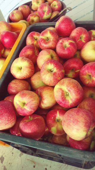 이윤동님의 사과 · 시세•판로 작성글 사진