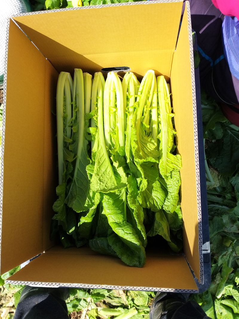 장터 상품 [돌산갓10kg ] 썸네일