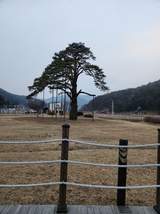 홍촌님의 기타작물 · 병해충상담 작성글 사진