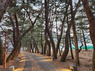 홍촌님의 기타작물 · 병해충상담 작성글 사진