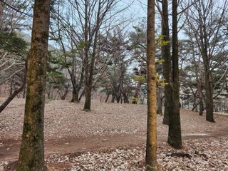 홍촌님의 기타작물 · 병해충상담 작성글 사진