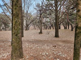 홍촌님의 기타작물 · 병해충상담 작성글 사진