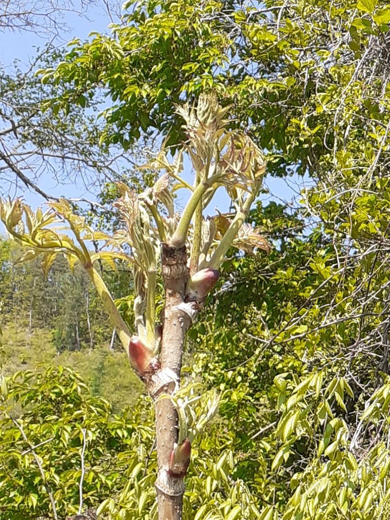 장터 상품 [자연산두릅장아찌3.6k600g6통] 썸네일