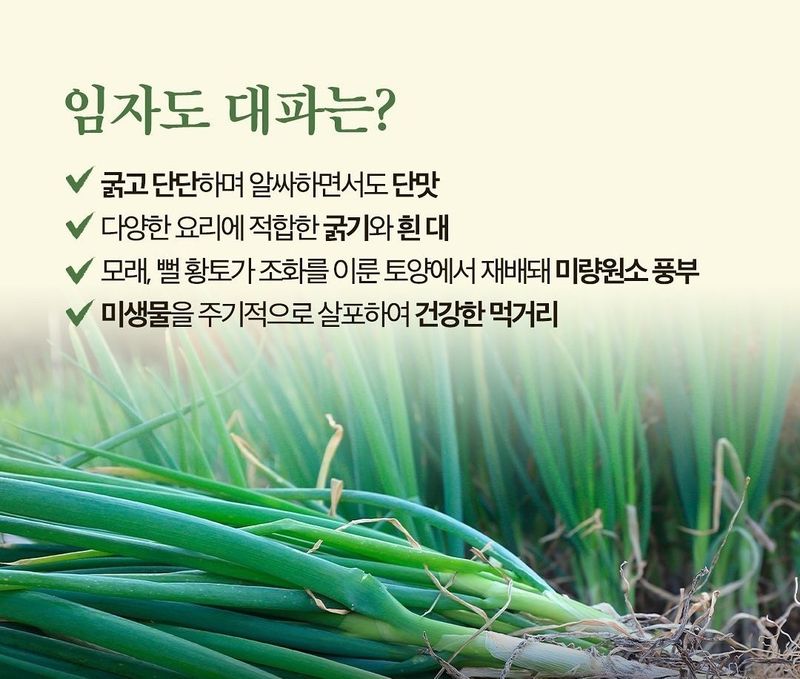 박현대님의 장터 판매 상품 [산지직거래 신안 임자도대파 5kg] 첨부 사진