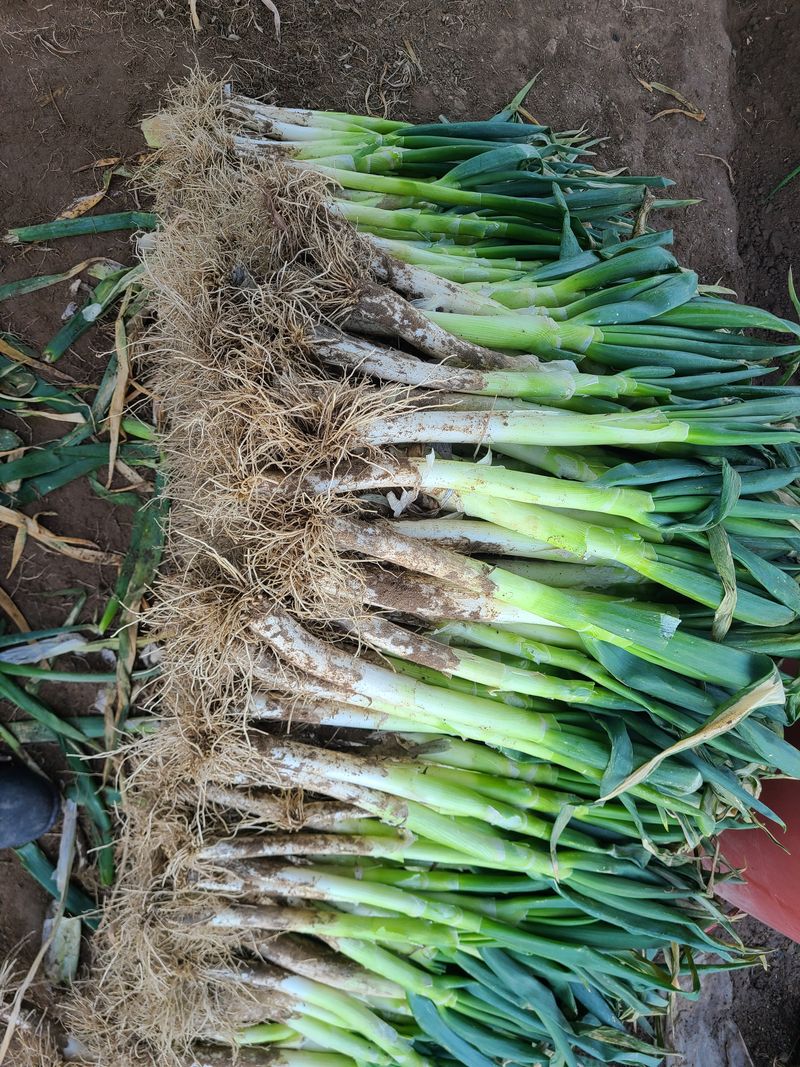 박현대님의 장터 판매 상품 [산지직거래 신안 임자도대파 5kg] 첨부 사진