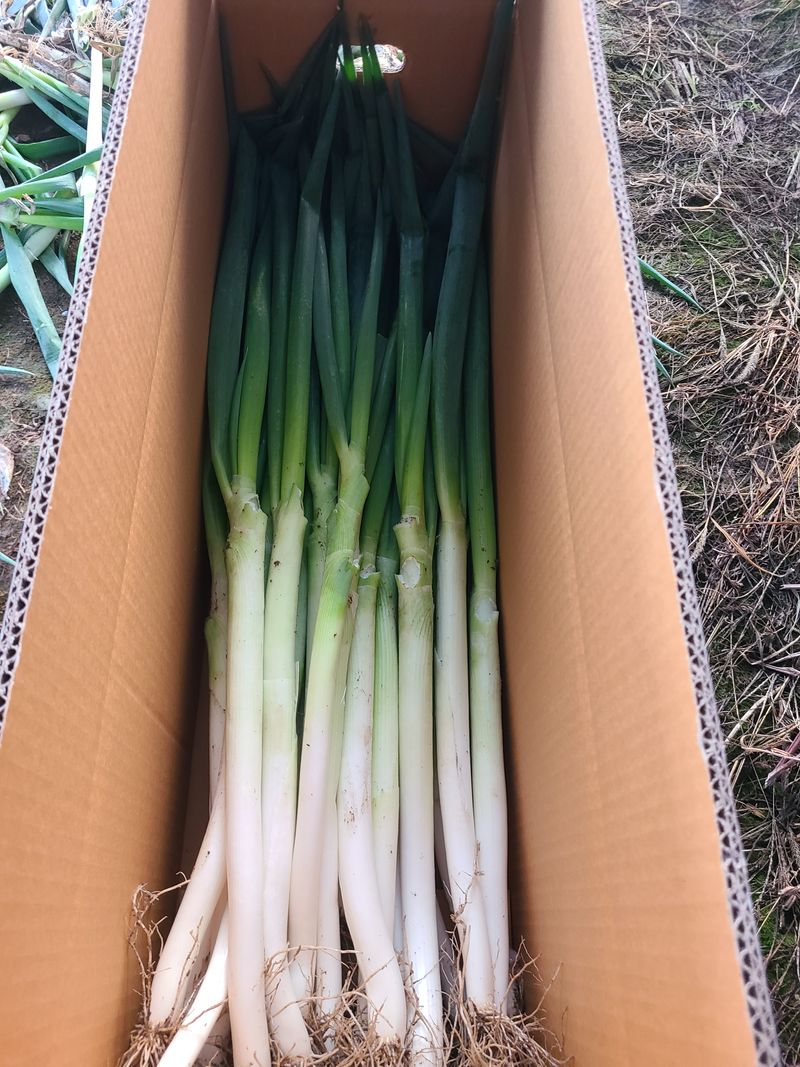 박현대님의 장터 판매 상품 [산지직거래 신안 임자도대파 5kg] 첨부 사진