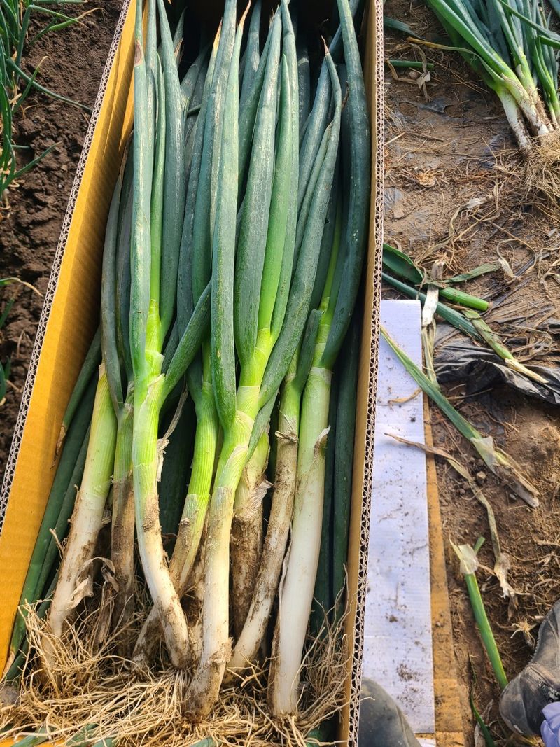 박현대님의 장터 판매 상품 [산지직거래 신안 임자도대파 5kg] 첨부 사진