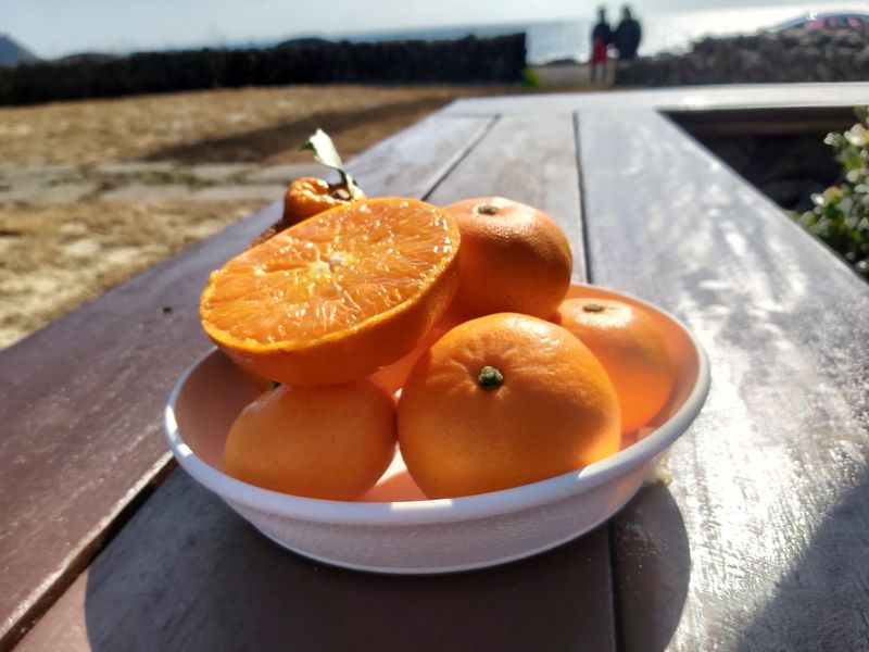 강창민님의 장터 판매 상품 [노지 한라봉 5키로] 첨부 사진