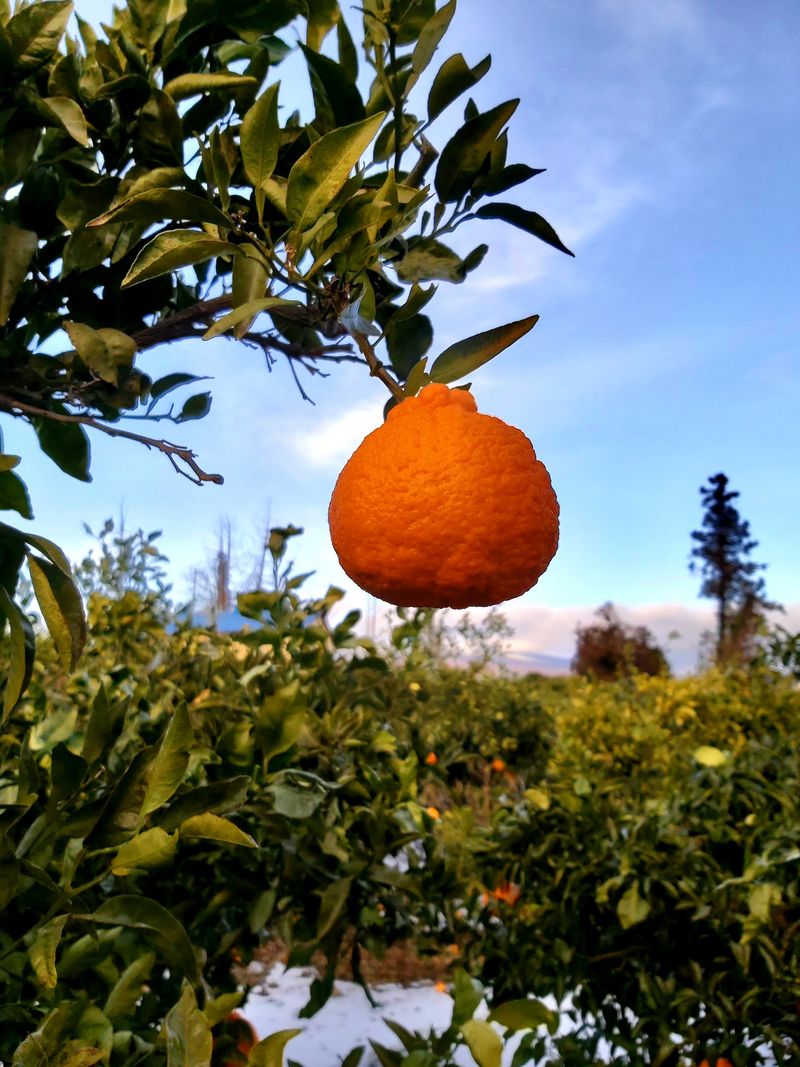 강창민님의 장터 판매 상품 [노지 한라봉 5키로] 첨부 사진