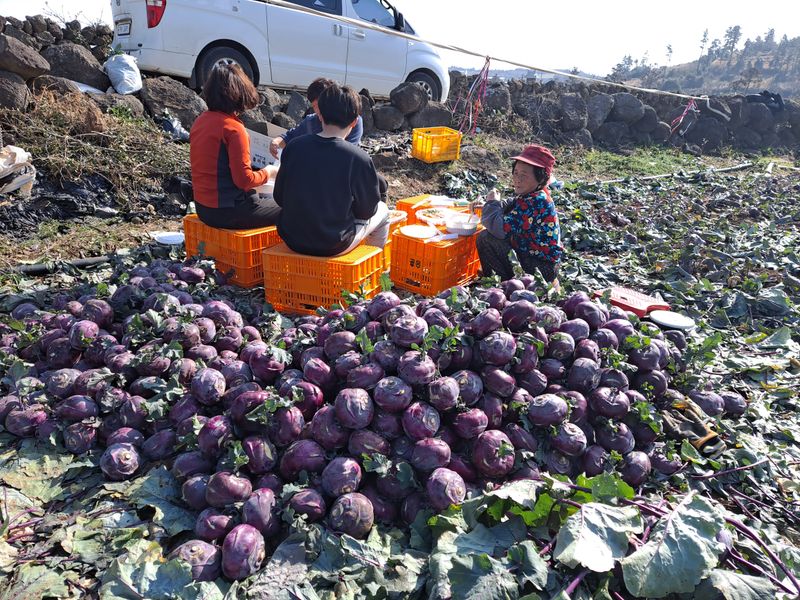 장터 상품 [얼마 안남은 콜라비 10kg] 썸네일