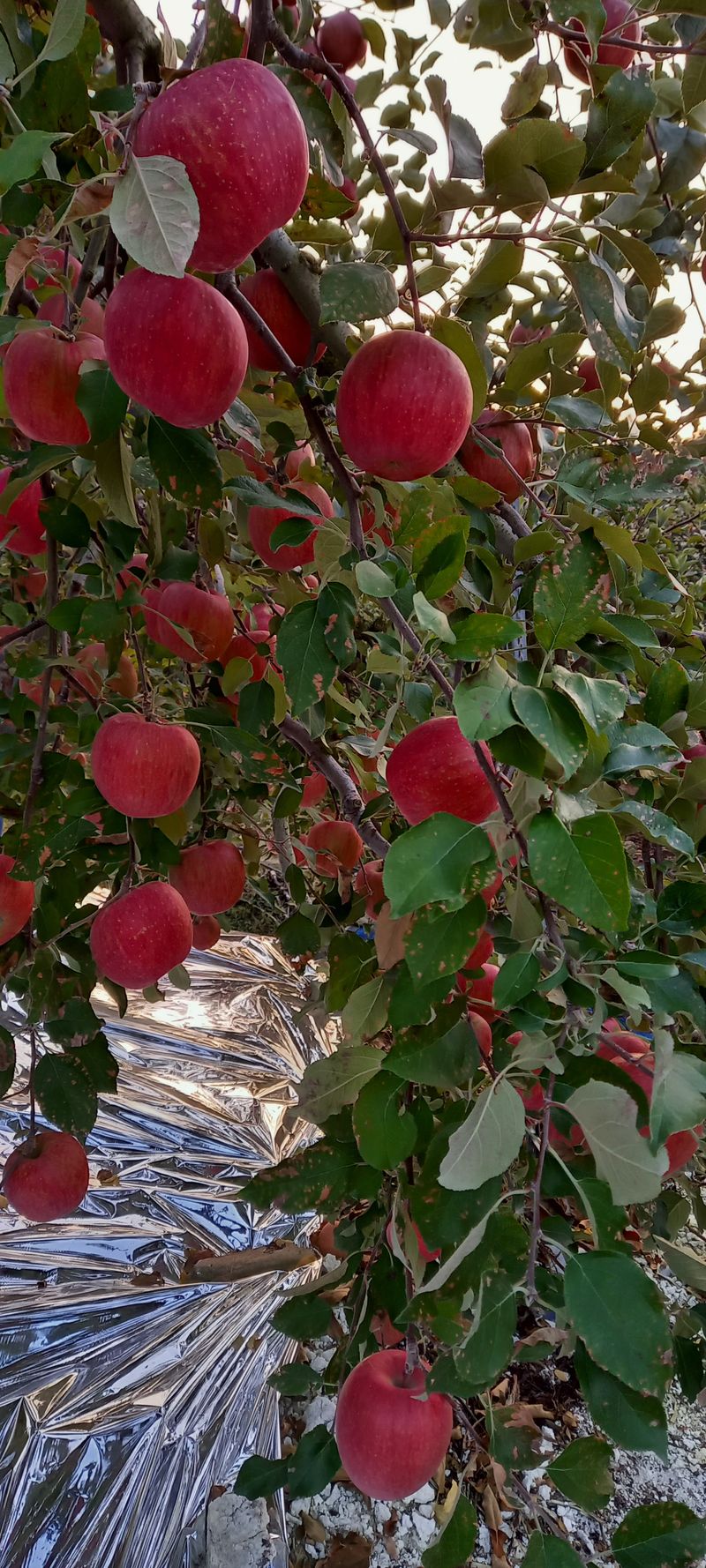 장터 상품 [부사사과10kg 32과] 썸네일