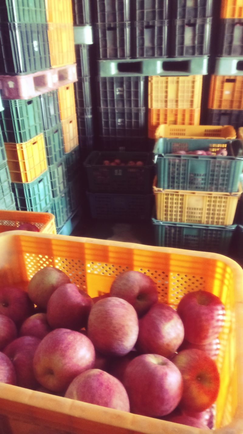 이윤동님의 장터 판매 상품 [새콤달콤 아삭 찐한맛 부사 (미얀마)주스용 10k] 첨부 사진