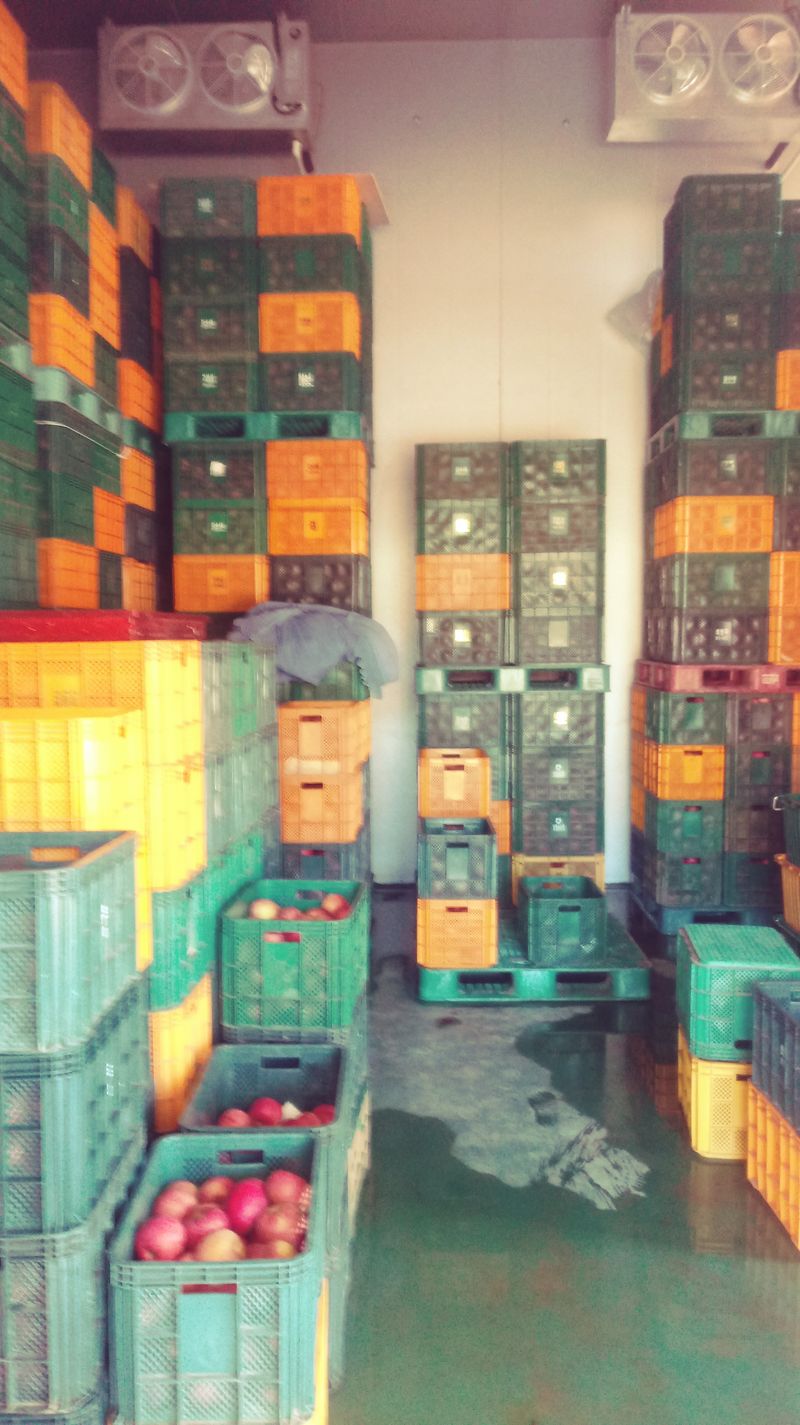 이윤동님의 장터 판매 상품 [새콤달콤 아삭 찐한맛 부사 (미얀마)주스용 10k] 첨부 사진