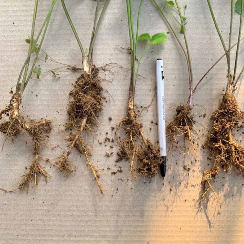 이기자원예종묘님의 장터 판매 상품 [바디나물(연삼) 종근 5개] 첨부 사진