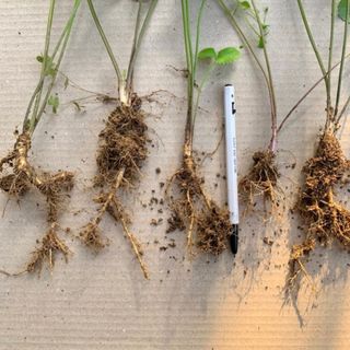 이기자원예종묘님의 작성글 사진