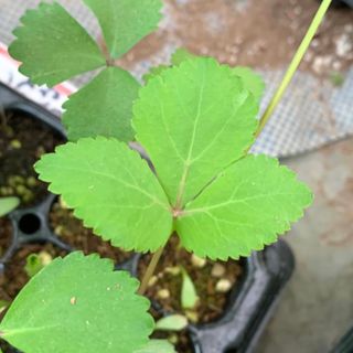 이기자원예종묘님의 작성글 사진