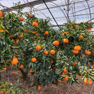 성민감귤농원님의 귤 · 수확 작성글 사진