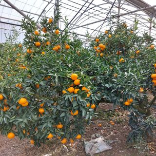 성민감귤농원님의 귤 · 수확 작성글 사진