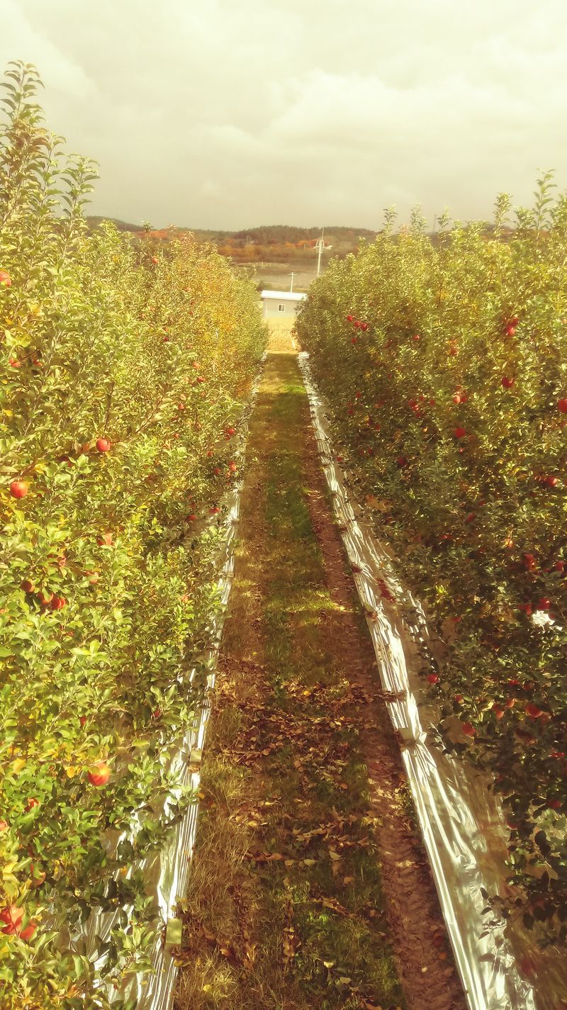 이윤동님의 장터 판매 상품 [새콤달콤 아삭 찐한맛(부사)주스용.                                 10kg ] 첨부 사진