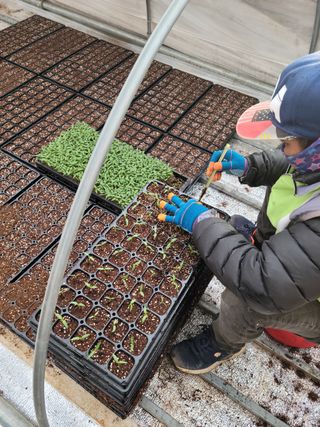 쌈자님의 고추 · 파종•정식 작성글 사진