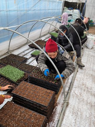 쌈자님의 고추 · 파종•정식 작성글 사진