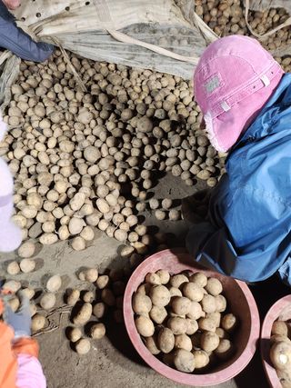 팜모닝회원 바이크농원님의 감자 · 자유게시판 작성글 사진