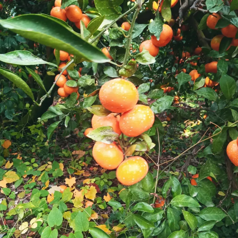대정골귤꽃농원님의 장터 판매 상품 [ 싱싱한 귤 대과 15키로 (화요일 배송 마감)] 첨부 사진
