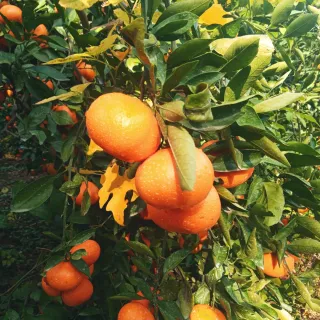 대정골귤꽃농원님의 작성글 사진