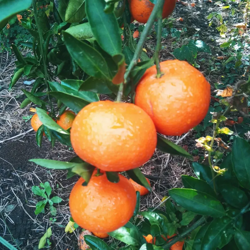 장터 상품 [ 싱싱한 귤 대과 15키로 (화요일 배송 마감)] 썸네일