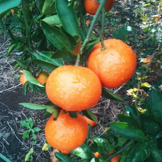 대정골귤꽃농원님의 작성글 사진