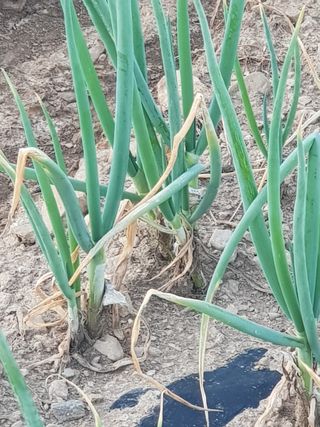 한옥록님의 기타작물 · 병해충상담 작성글 사진