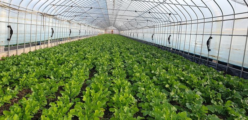 영도팜님의 장터 판매 상품 [양구시래기 1kg] 첨부 사진