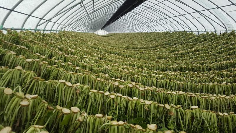 영도팜님의 장터 판매 상품 [양구시래기 1kg] 첨부 사진