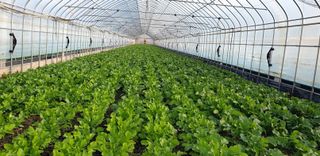 영도팜님의 작성글 사진