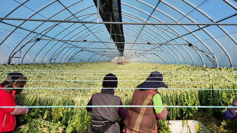 영도팜님의 장터 판매 상품 [양구시래기 1kg] 첨부 사진