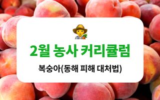 복숭아 농사도우미님의 복숭아·농사길잡이 작성글 사진