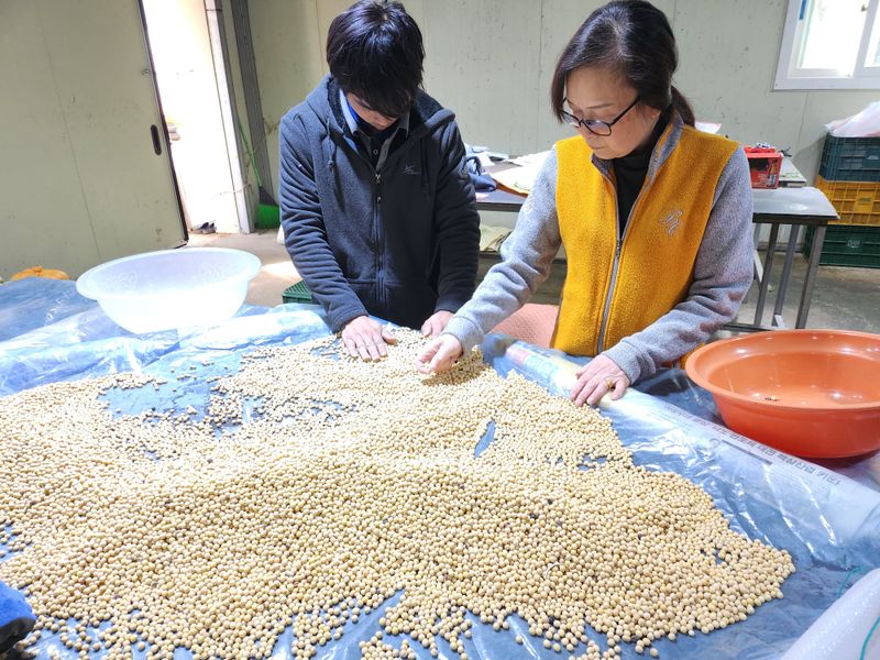 조일현님의 장터 판매 상품 [종자용 메주콩 10키로] 첨부 사진