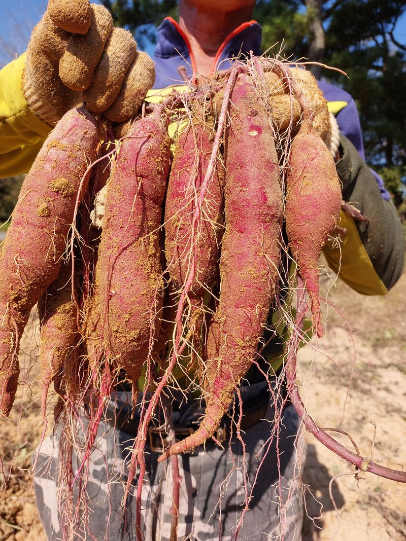 장터 상품 [호박고구마  꿀고구마 5kg] 썸네일