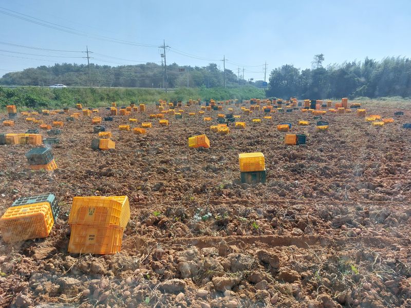 농촌의지킴님의 장터 판매 상품 [호박고구마  꿀고구마 5kg] 첨부 사진