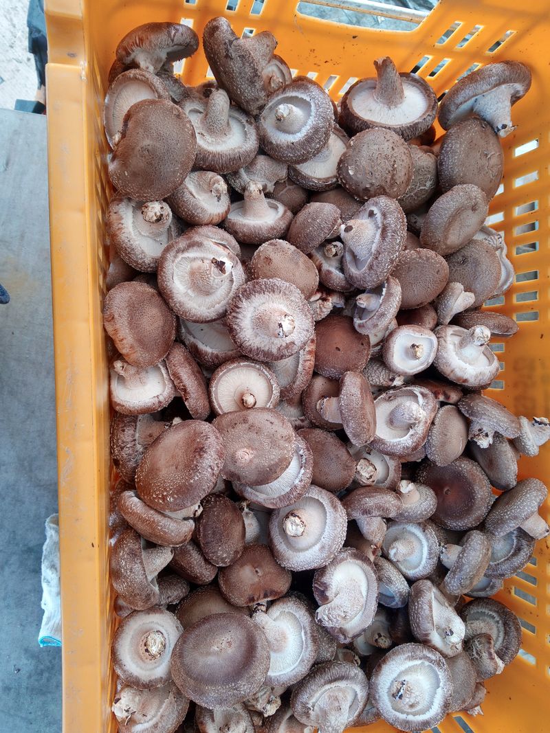 버섯표고님의 장터 판매 상품 [GAP인증 국내산 표고버섯 1Kg , 건표고 200g] 첨부 사진