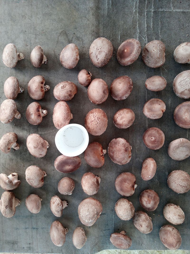 버섯표고님의 장터 판매 상품 [GAP인증 국내산 표고버섯 1Kg , 건표고 200g] 첨부 사진