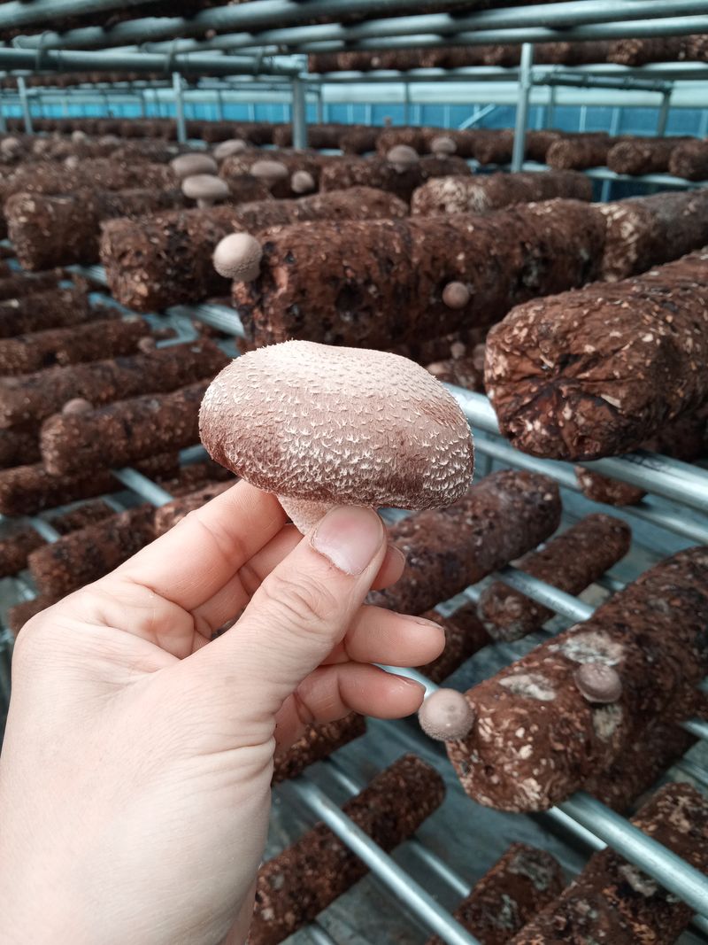 버섯표고님의 장터 판매 상품 [GAP인증 국내산 표고버섯 1Kg , 건표고 200g] 첨부 사진