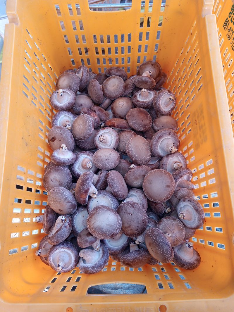 버섯표고님의 장터 판매 상품 [GAP인증 국내산 표고버섯 1Kg , 건표고 200g] 첨부 사진