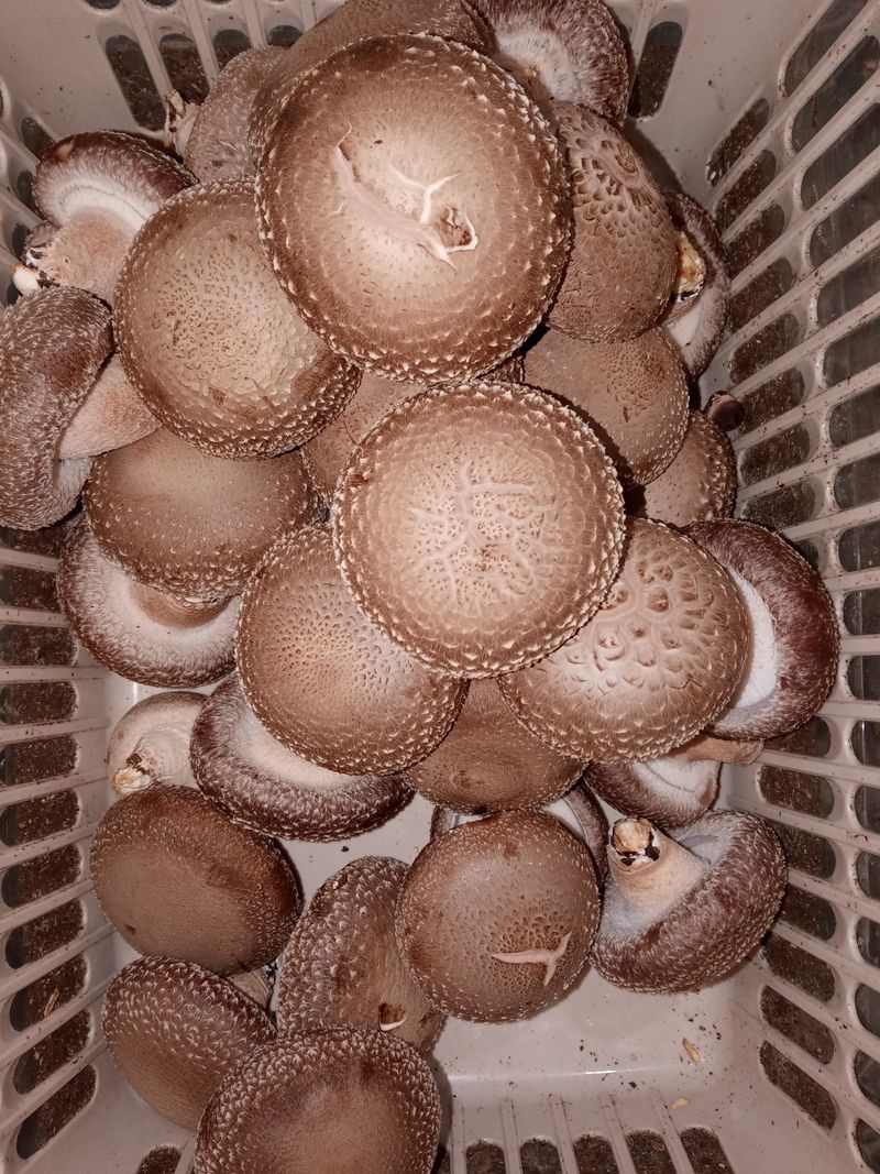 버섯표고님의 장터 판매 상품 [GAP인증 국내산 표고버섯 1Kg , 건표고 200g] 첨부 사진