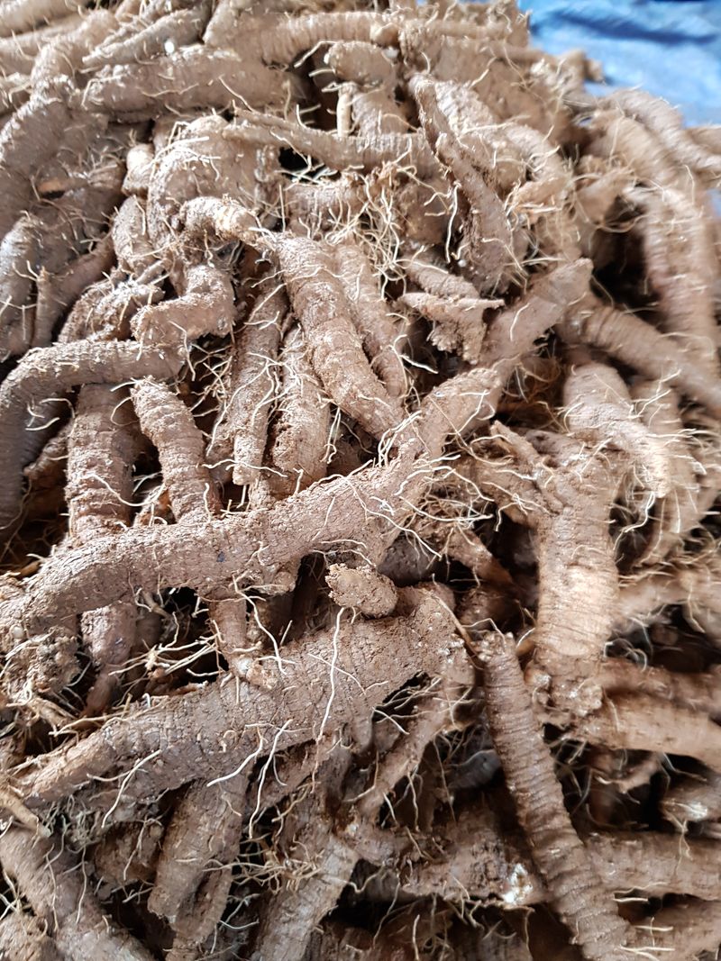 장터 상품 [더덕 4키로 1관] 썸네일